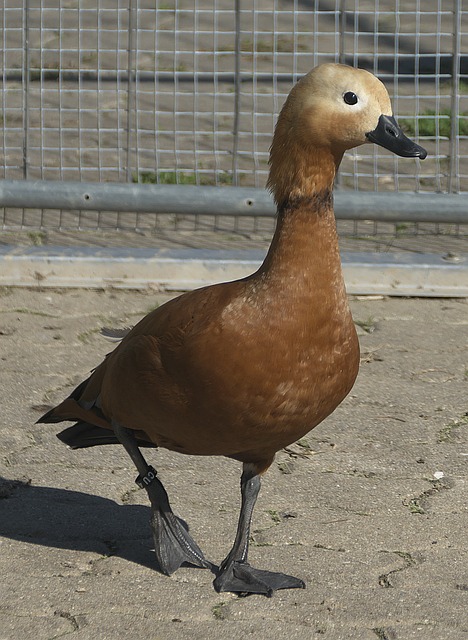 準性